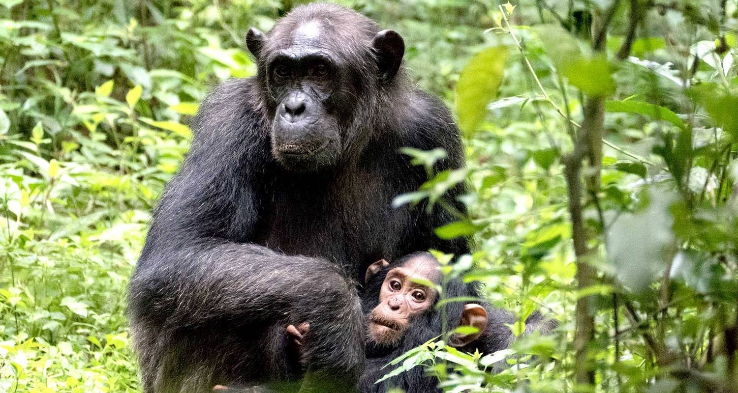 An adventure touring the most emblematic places in Uganda 12-Day Affordable Safari-Gorilla And Primate Track Uganda
