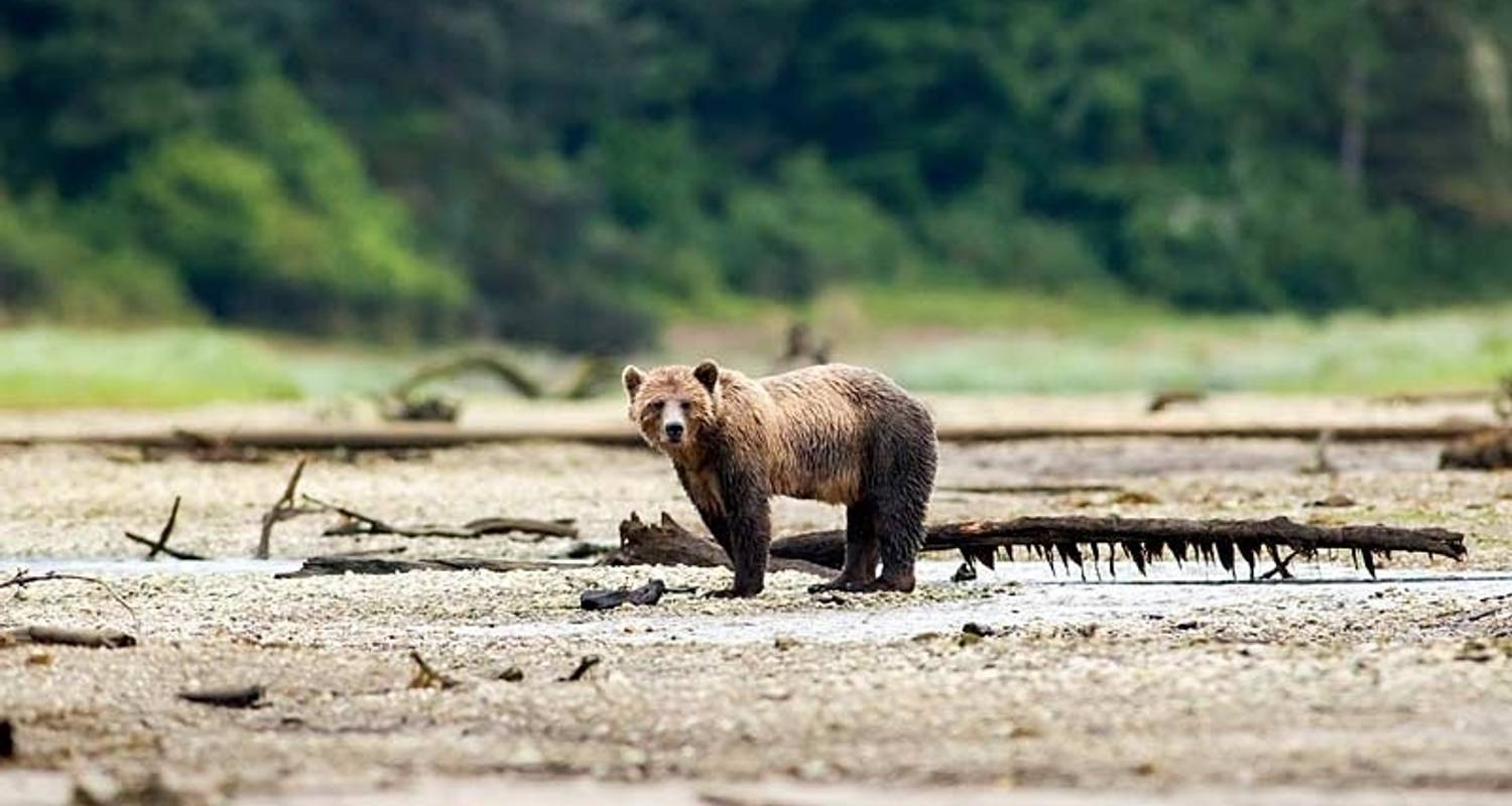 Whales & Bears Of British Columbia