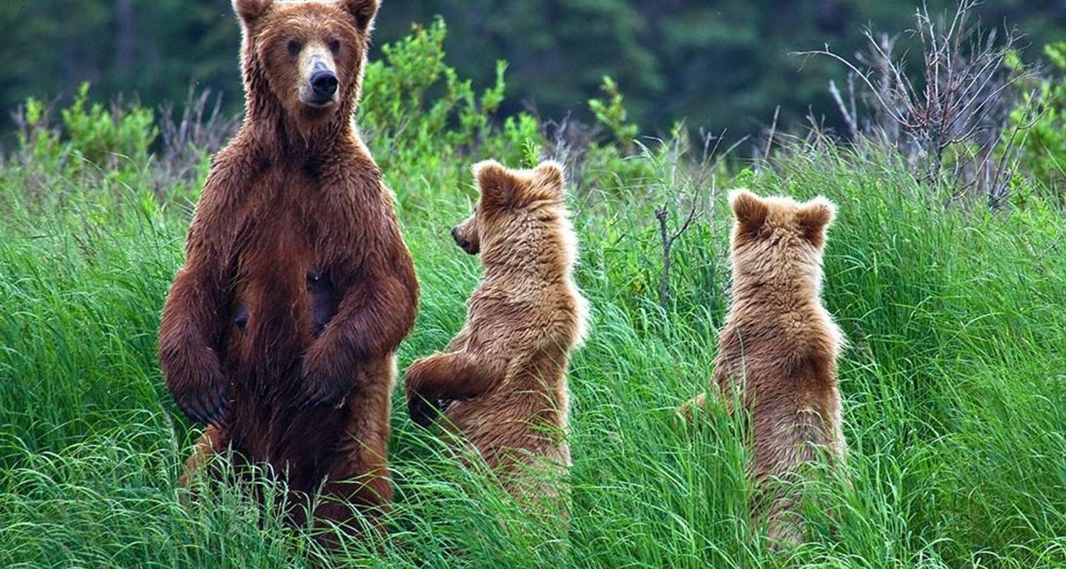 Alaska: Ocean Wildlife To Interior Wilderness Adventure - 9 