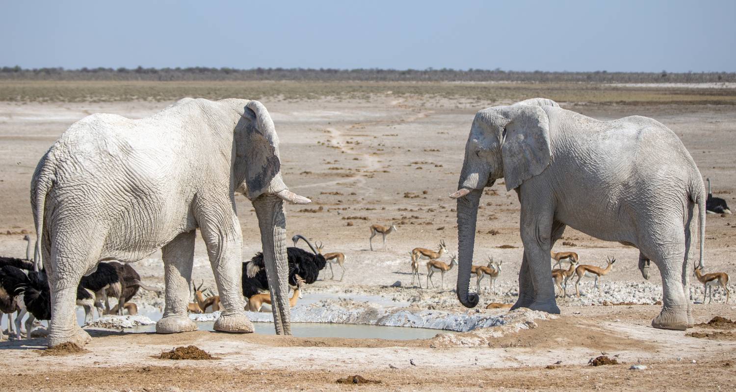 An adventure touring the most emblematic places in Namibia 6 Day Dunes & Wildlife Accommodated Safari