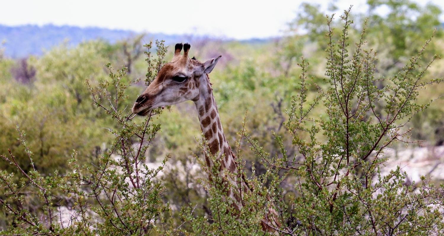An adventure touring the most emblematic places in Namibia 6 Day Sand, Sea & Etosha Budget Camping Safari