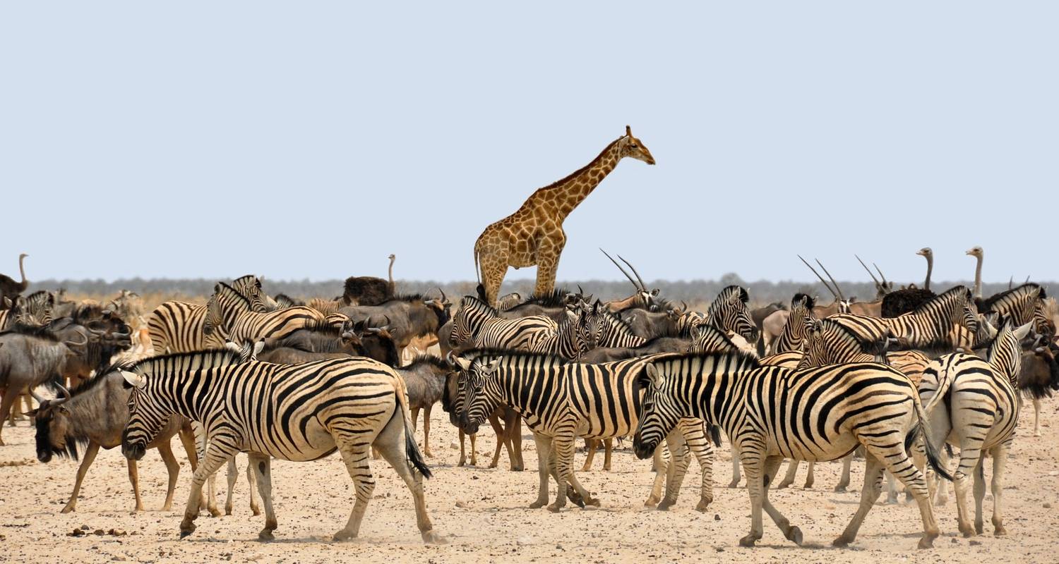 An adventure touring the most emblematic places in Namibia 7 Days / 6 Nights Sossusvlei, Swakopmund And Etosha National