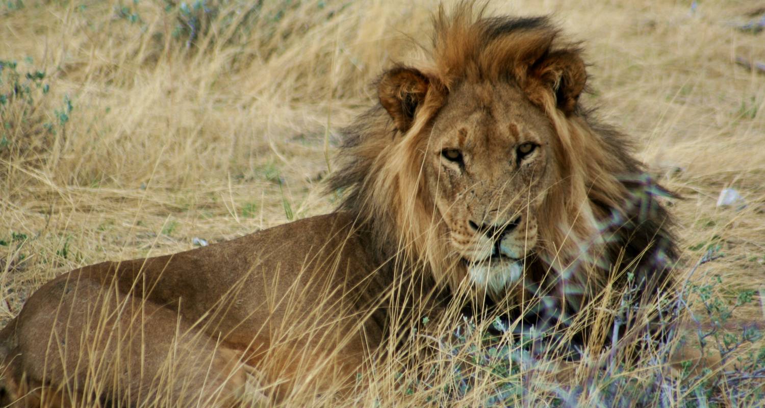 An adventure touring the most emblematic places in Namibia 3 Day Etosha Express Accommodated Safari