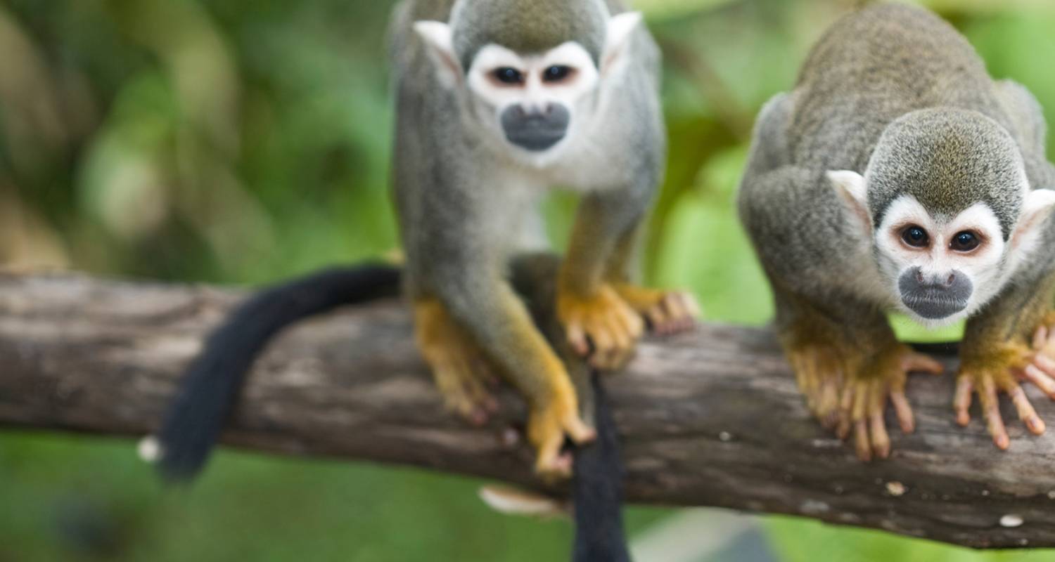 Local Living Ecuador—Amazon Jungle