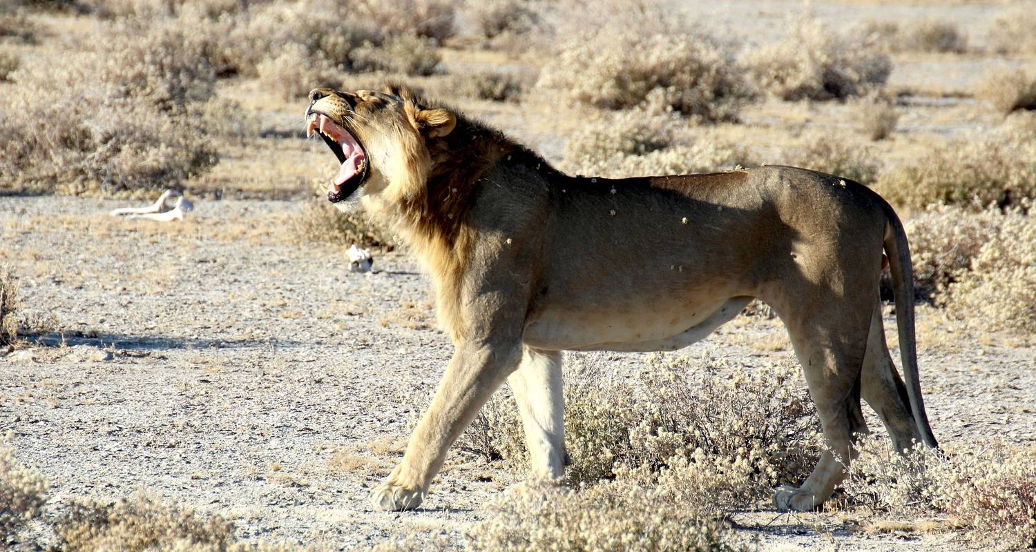 An adventure touring the most emblematic places in Namibia Etosha Np & Swakopmund Safari 4 Days/ 3 Nights