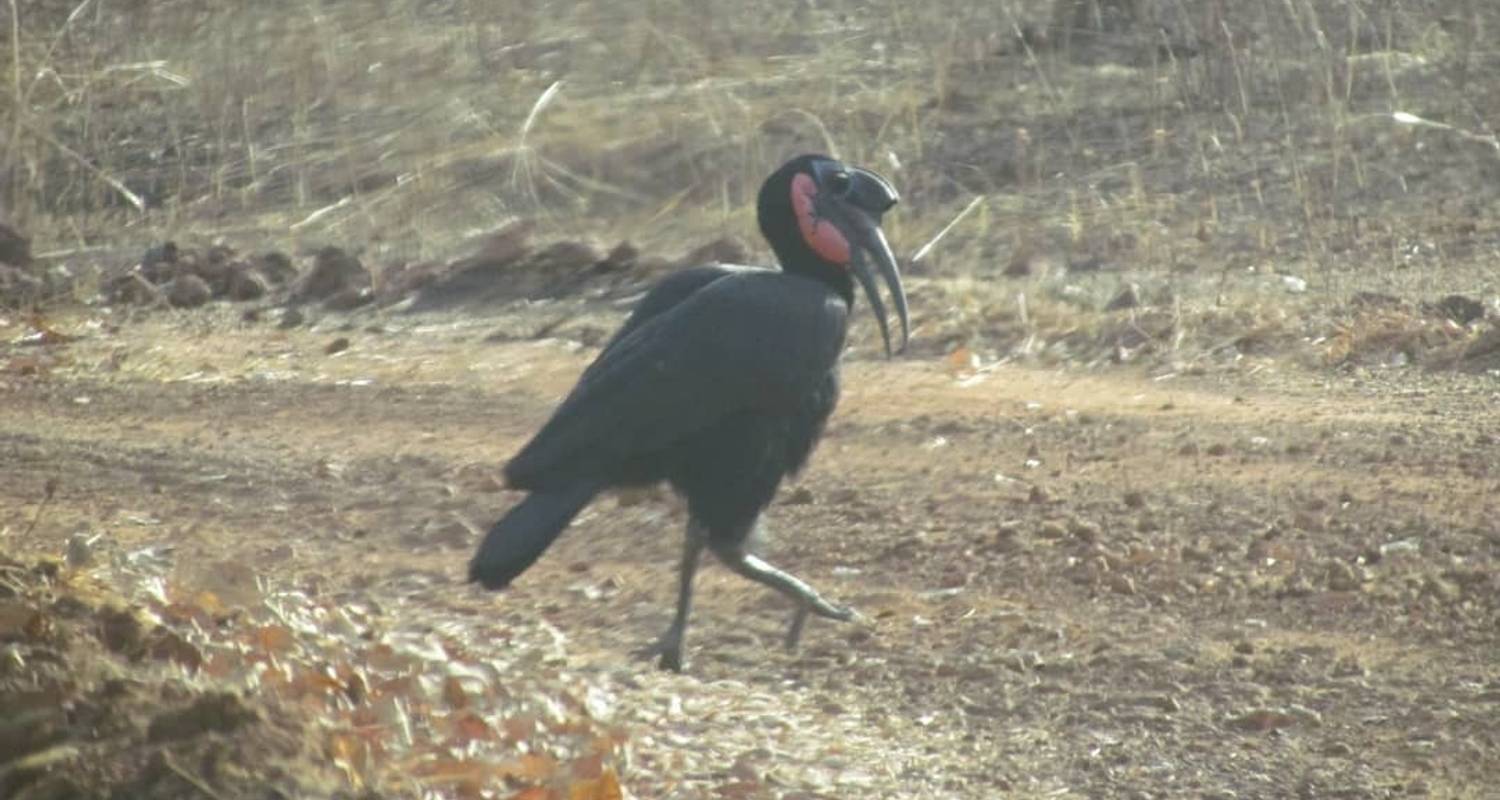 Gambia Birding Safari 10 Days/9 Nights ( Comfort)