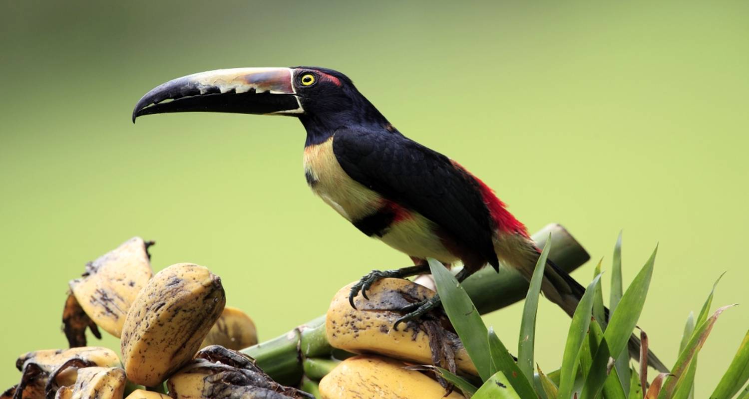 Volcanoes, Nature And Caribbean