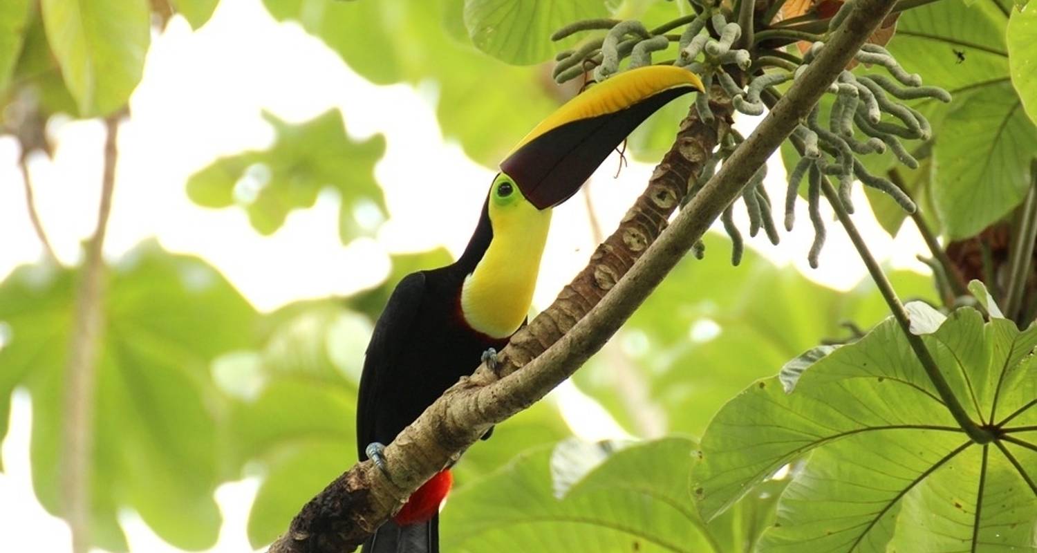 Exotic Costa Rica