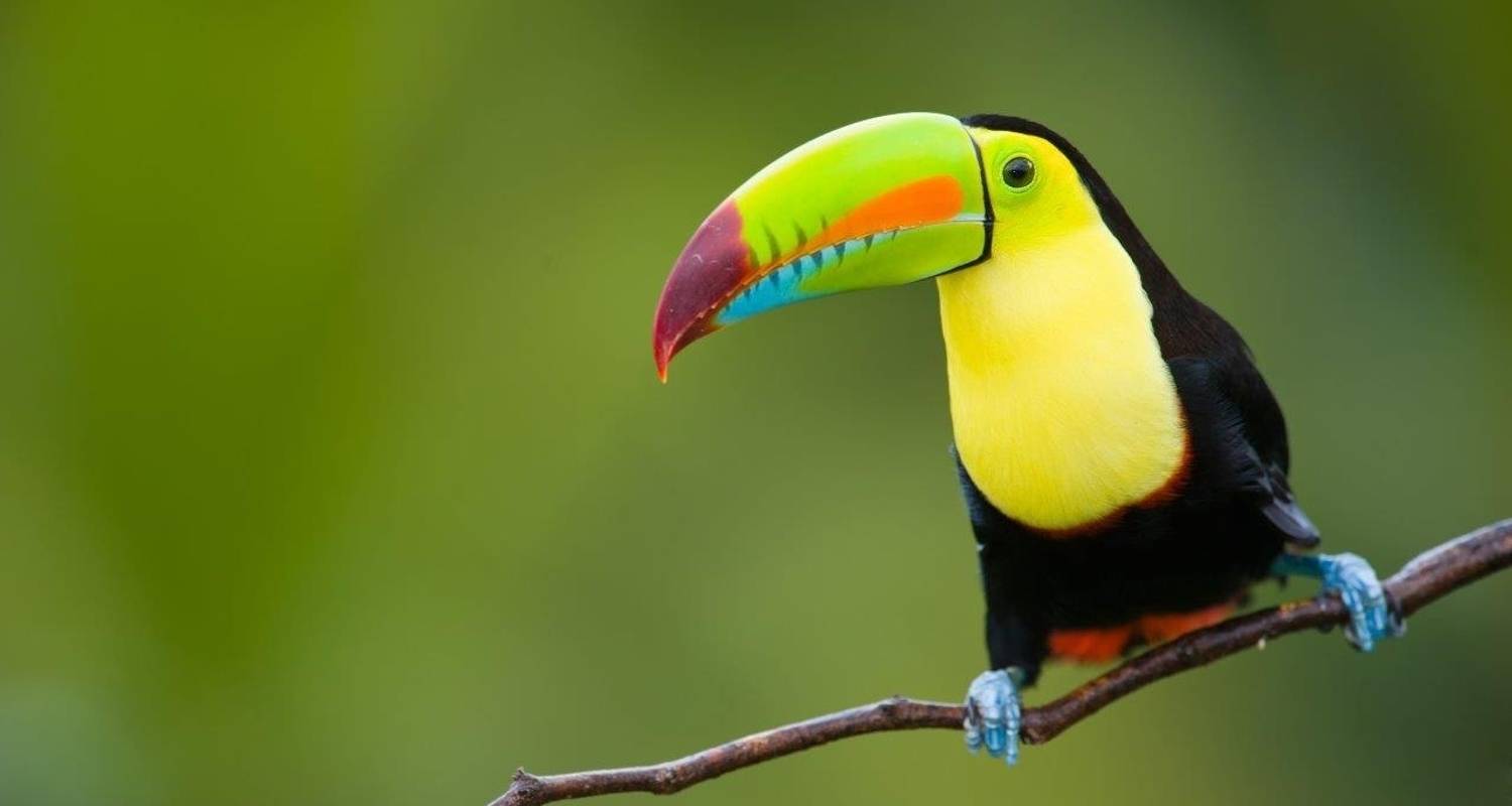 An adventure touring the most emblematic places in Costa Rica Puerto Viejo Beach, Short Break