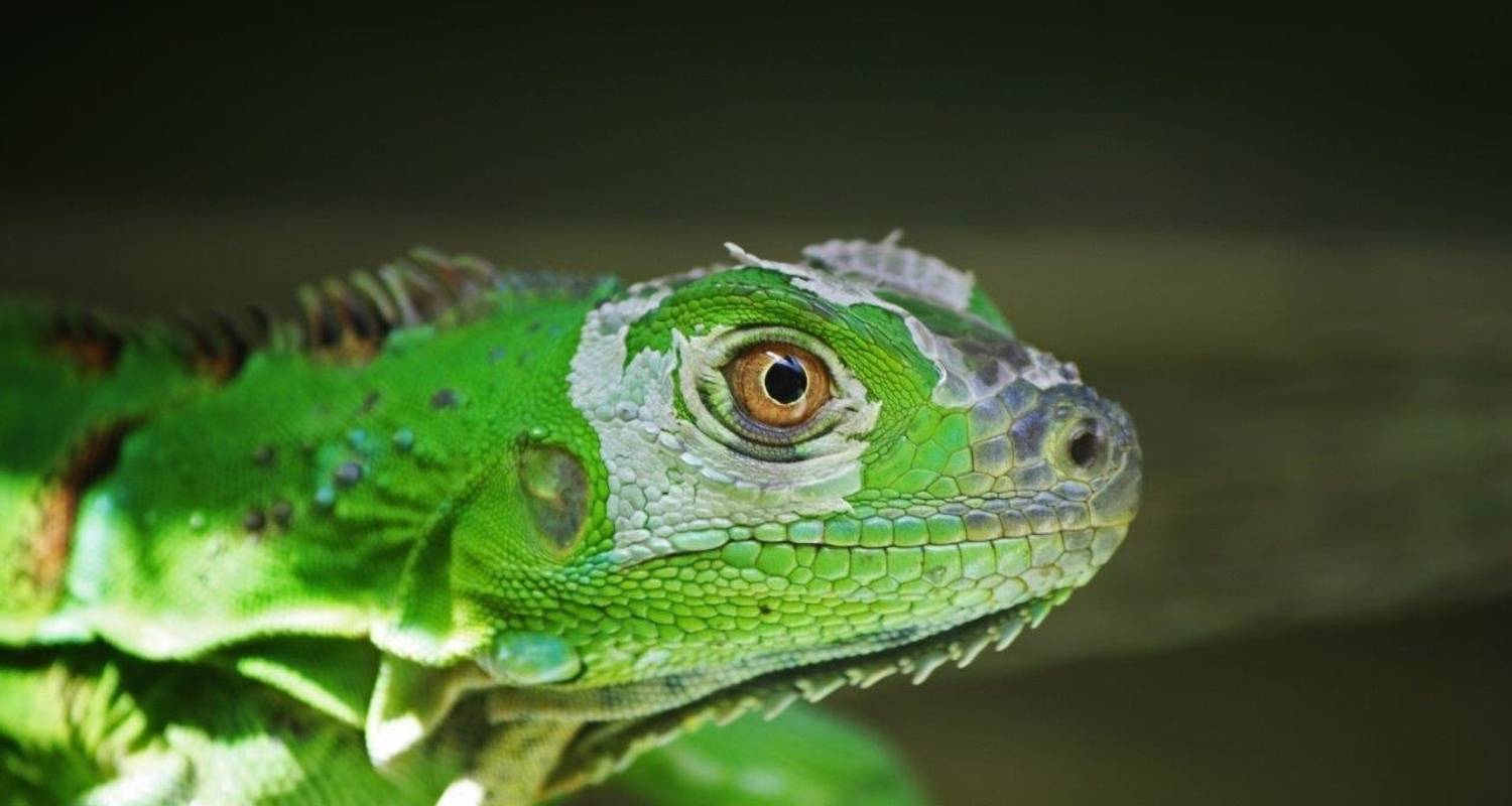 Amazing Costa Rica
