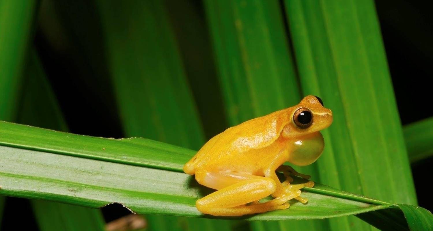 An adventure touring the most emblematic places in Costa Rica Samara Beach, Short Break