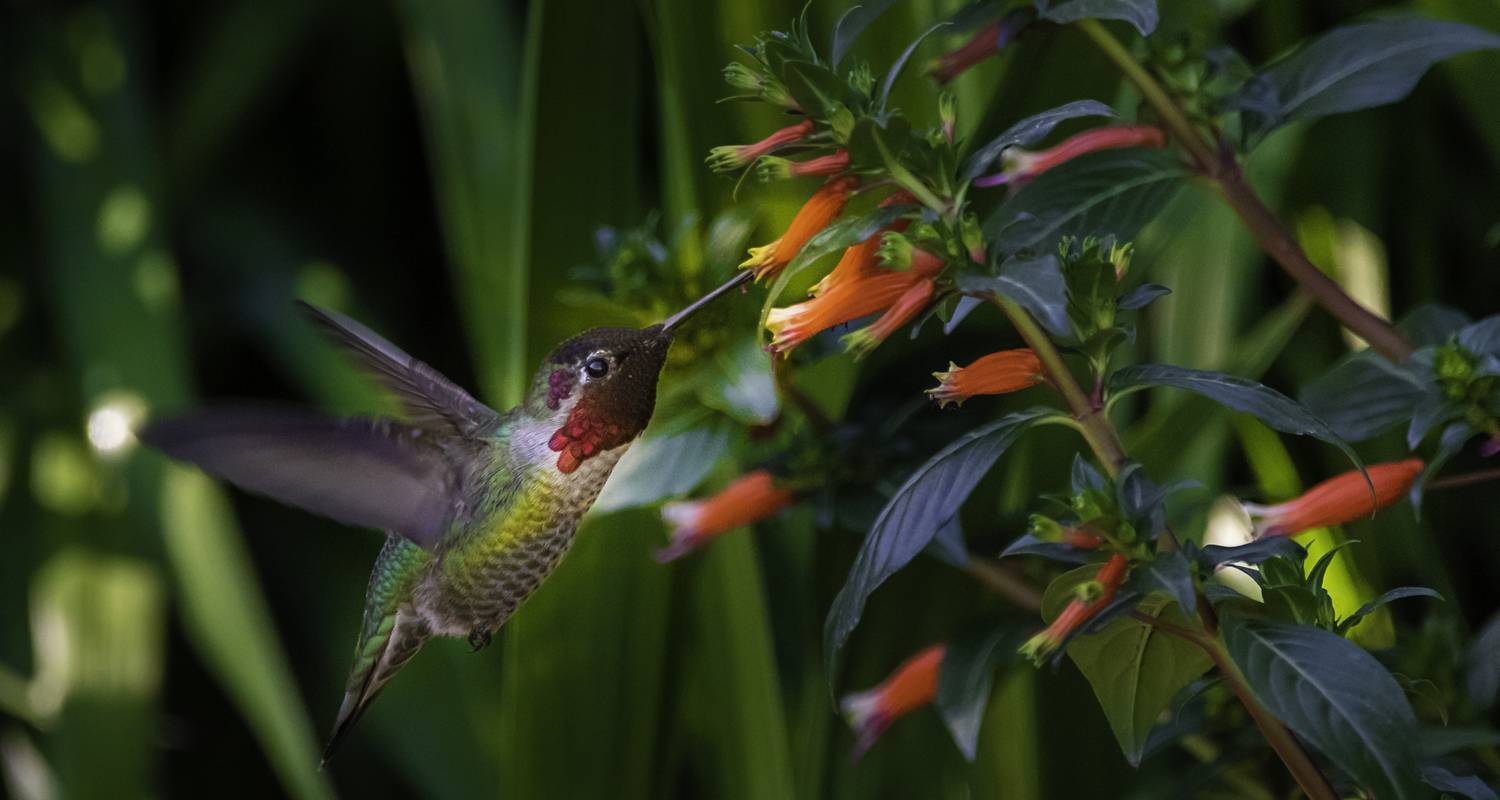 Costa Rica Adventure