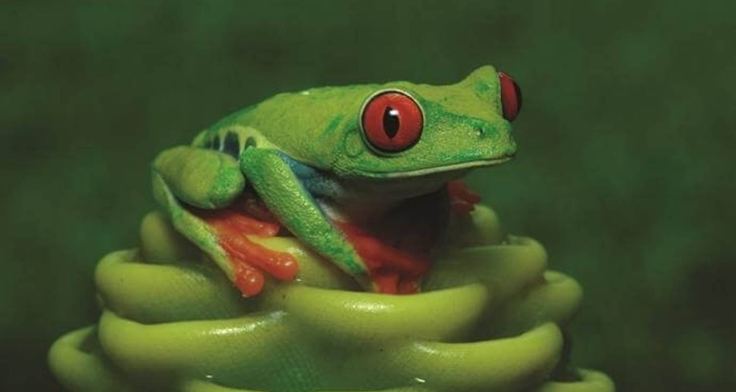Ecotourism In Costa Rica; Rainforests, Coffee & Coastline