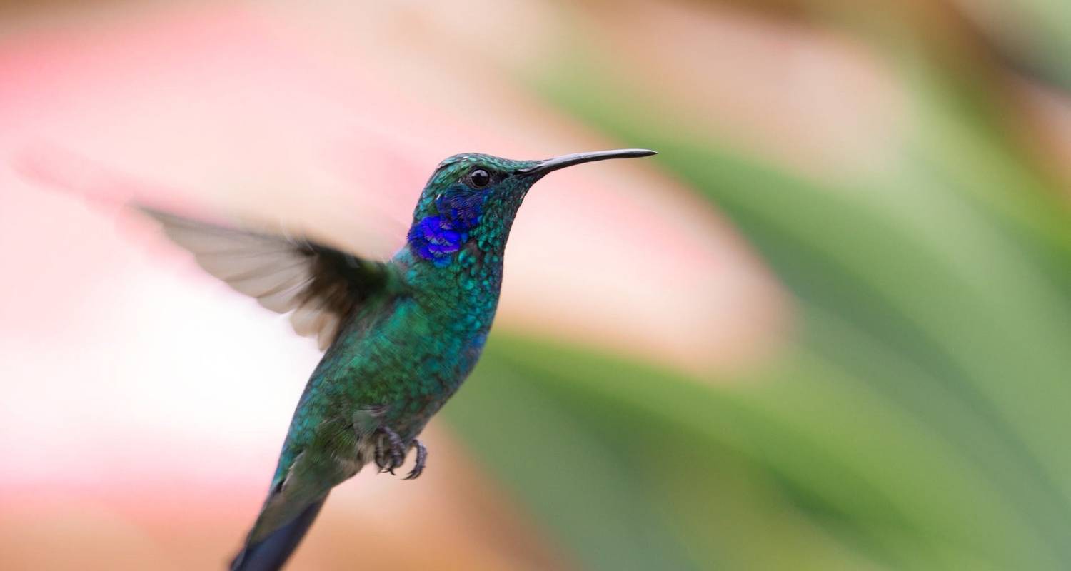 Discover Costa Rica - With Dominical