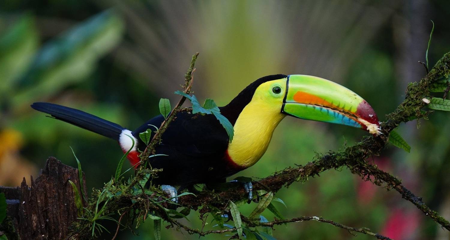 Tailor-Made Best Costa Rica Tour With Daily Departure