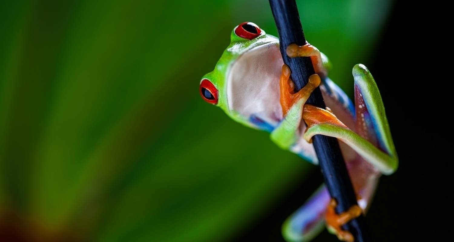 Costa Rica: Love In The Jungle