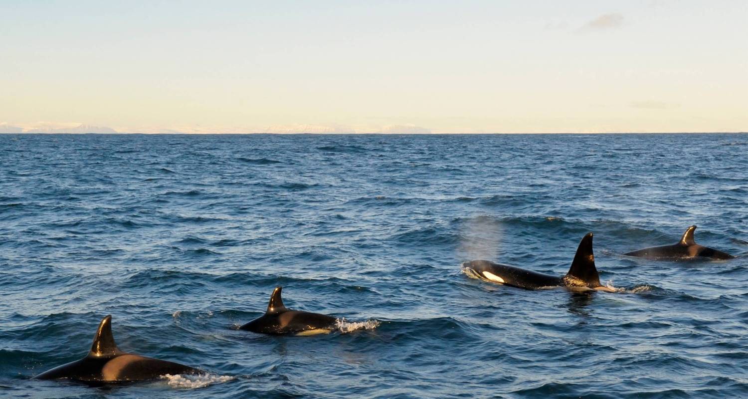 An adventure touring the most emblematic places in Iceland Iceland North & South - 6 Days