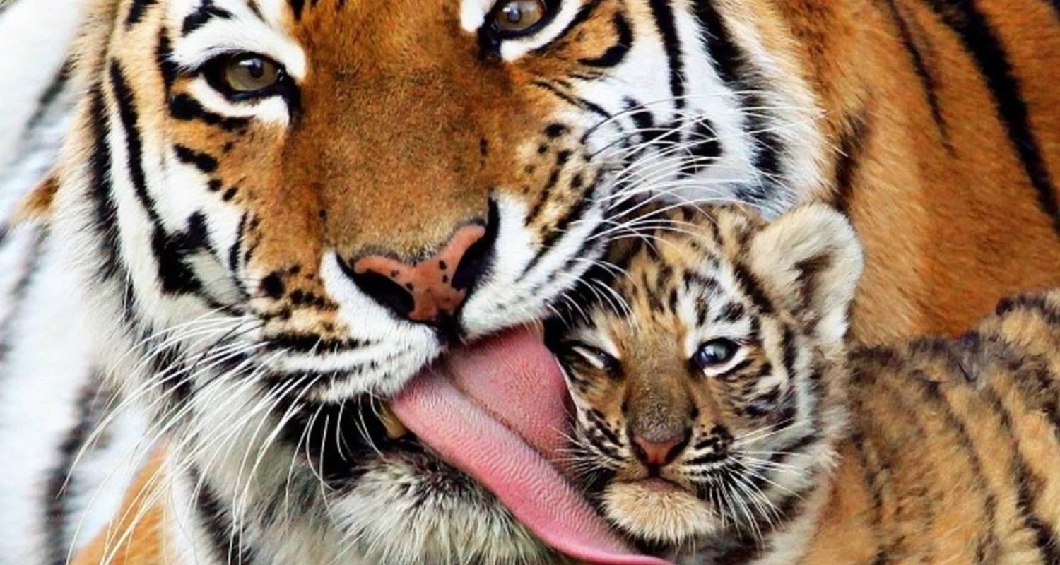Royal Rajasthan Tour With Tiger (Ranthambore)