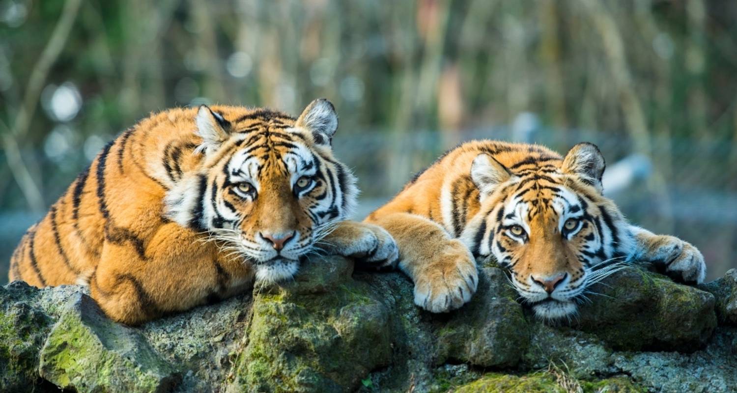 5 Day Golden Triangle With Ranthambore Wildlife Safari - Del