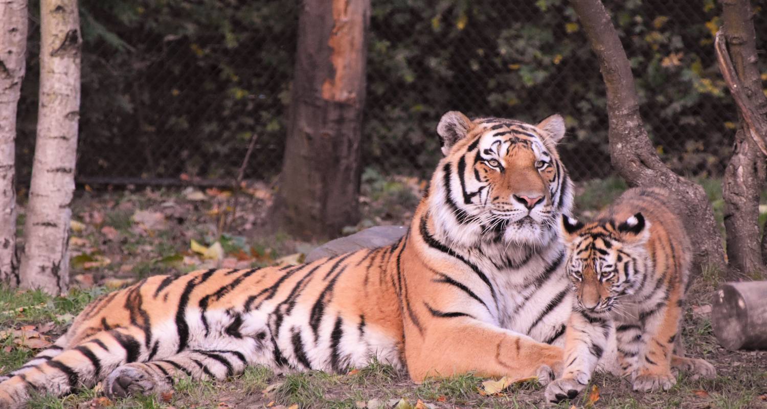 Essence Of Rajasthan & Tiger - 11 Days