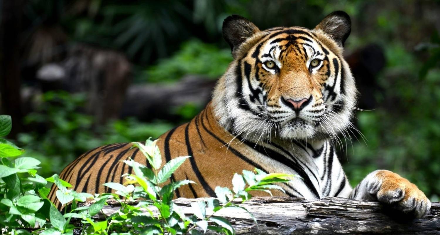 Golden Triangle With Tigers - Delhi Agra Jaipur Ranthambore 