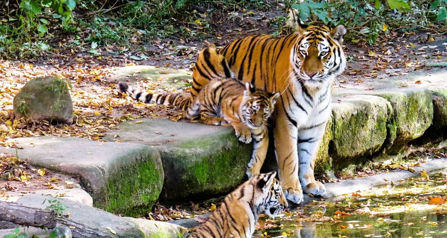 Rajasthan Wildlife Tour