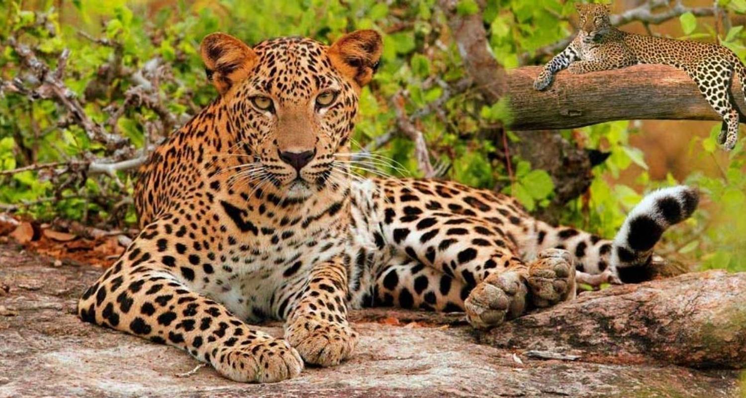 Luxury India Golden Triangle Tour With Tigers And Leopards -