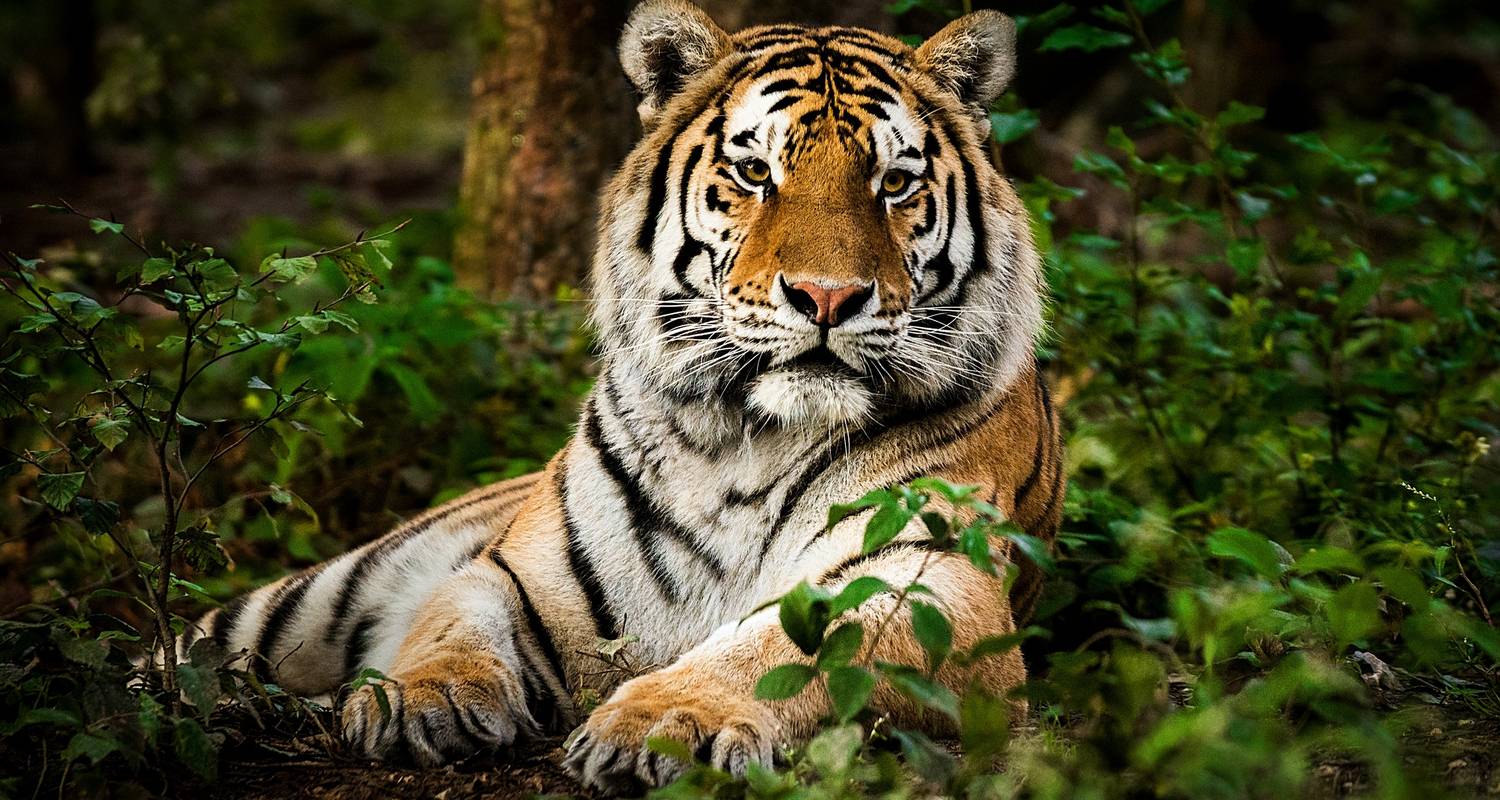 From Delhi: Delhi, Agra, Jaipur & Ranthambhore Private Wildl