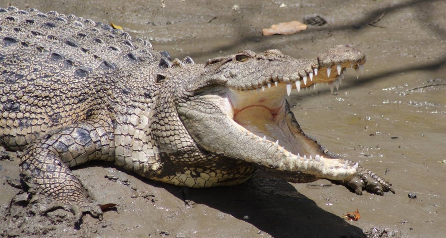 Golden Triangle Tour Chambal Safari With Varanasi All Inclus
