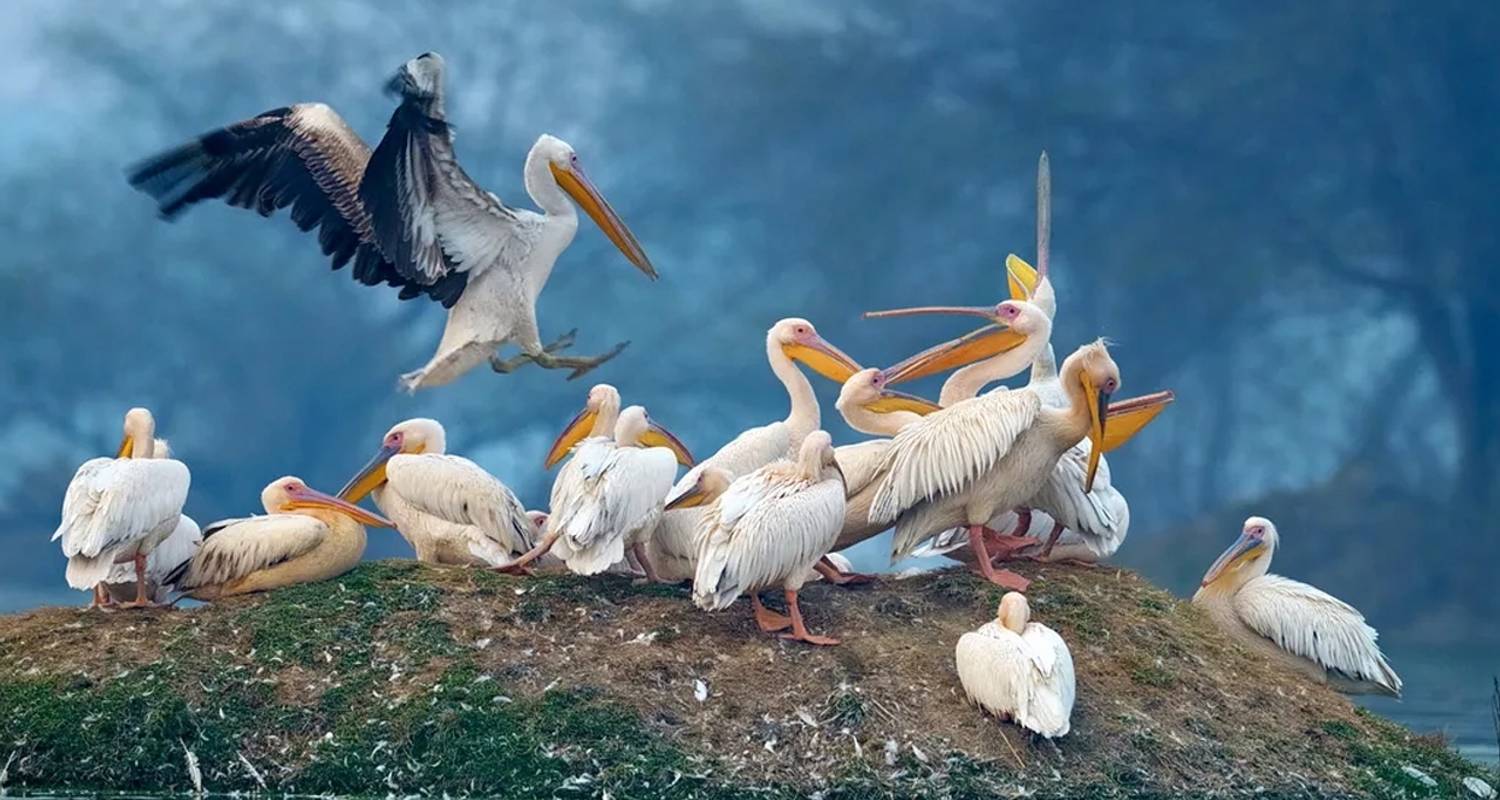 Golden Triangle Tour With Bharatpur Bird Sanctuary & Varanas