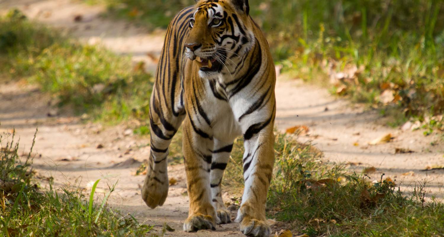 8 Days Golden Triangle Ranthambore Wildlife Safari Tour From