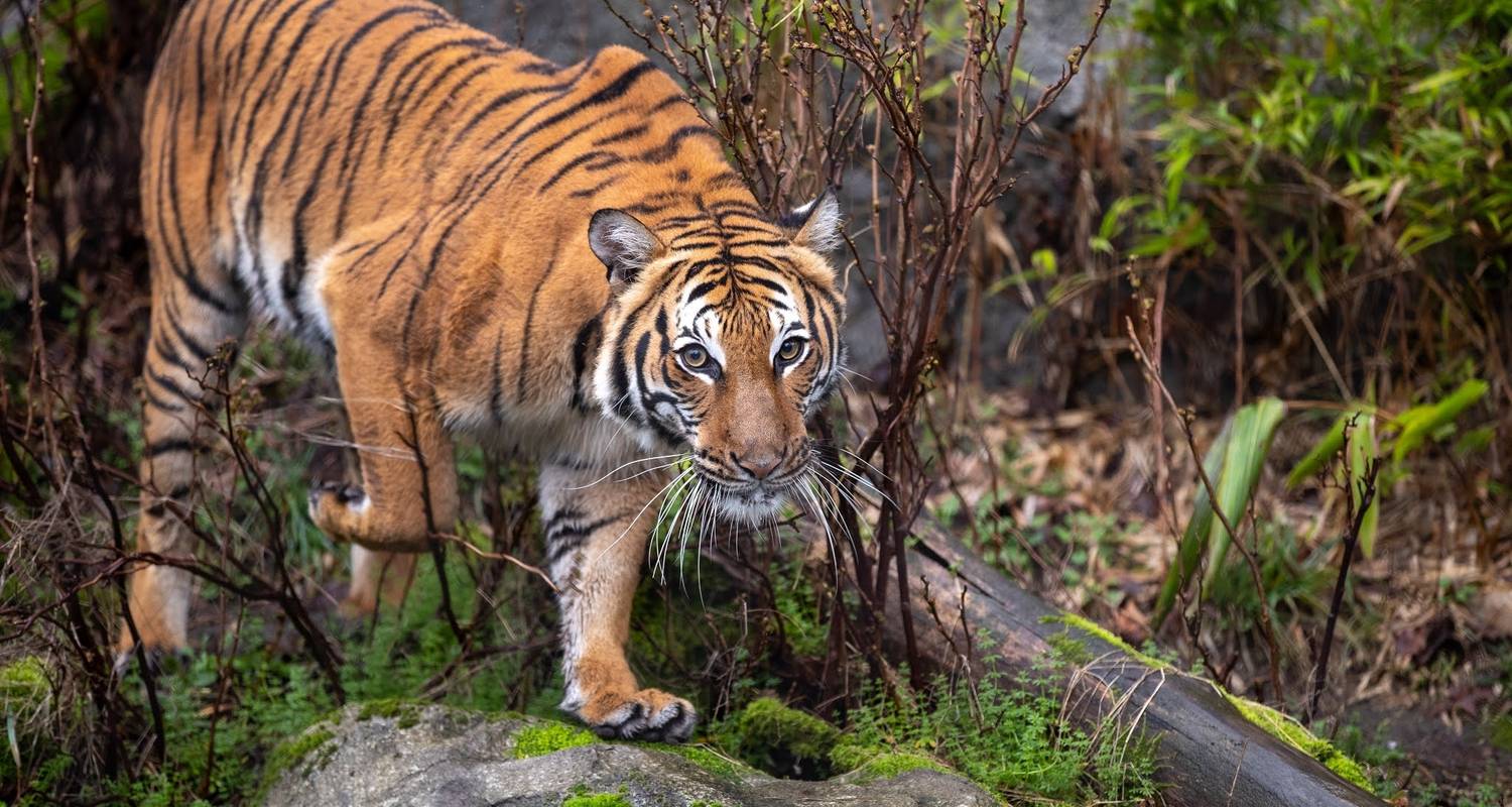 From Delhi: Delhi, Agra, Jaipur & Ranthambhore Private Wildl