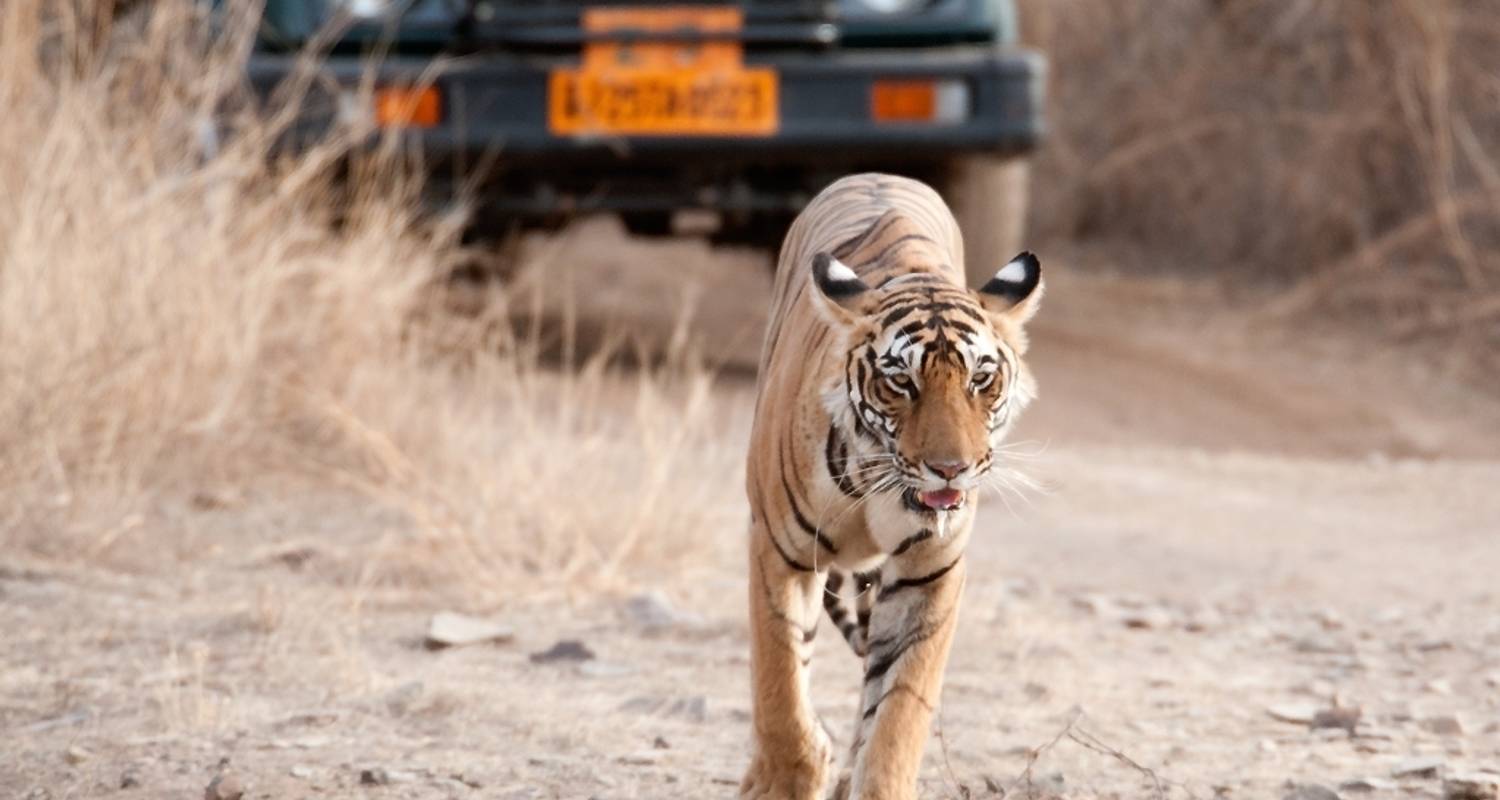 Ranthambore National Park & Bharatur  With Golden Triangle T