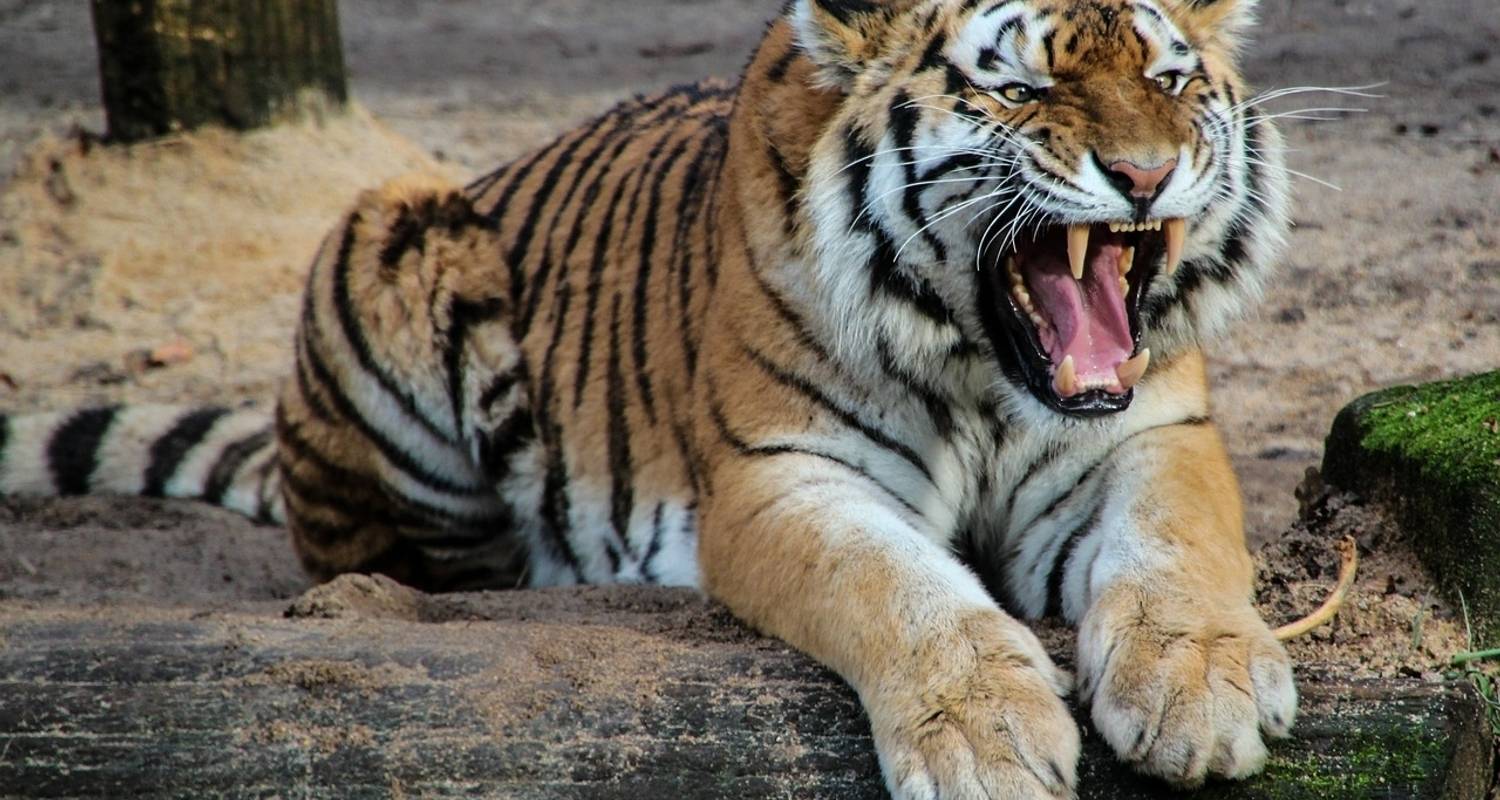 Golden Triangle & Royal Tigers
