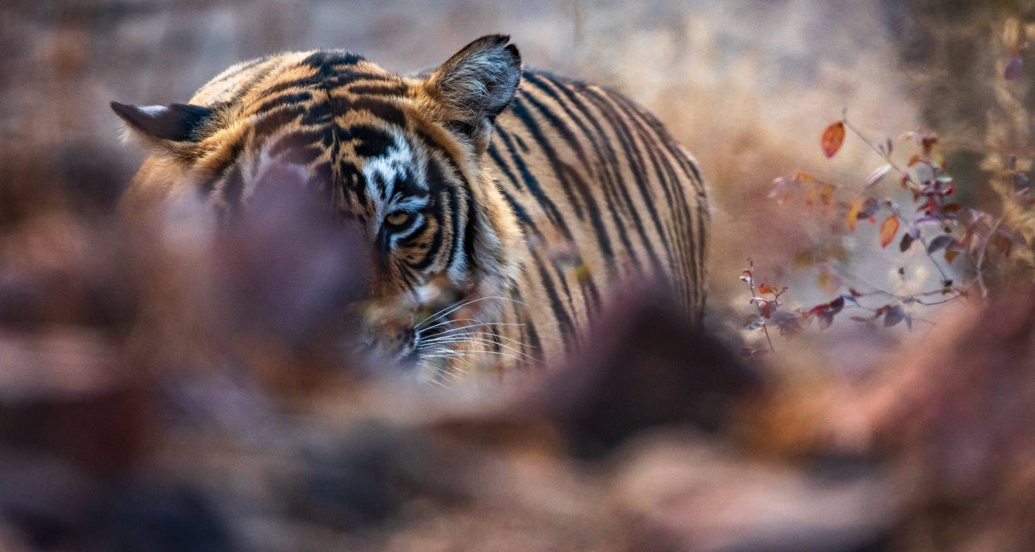 Golden Triangle & Tiger Safari