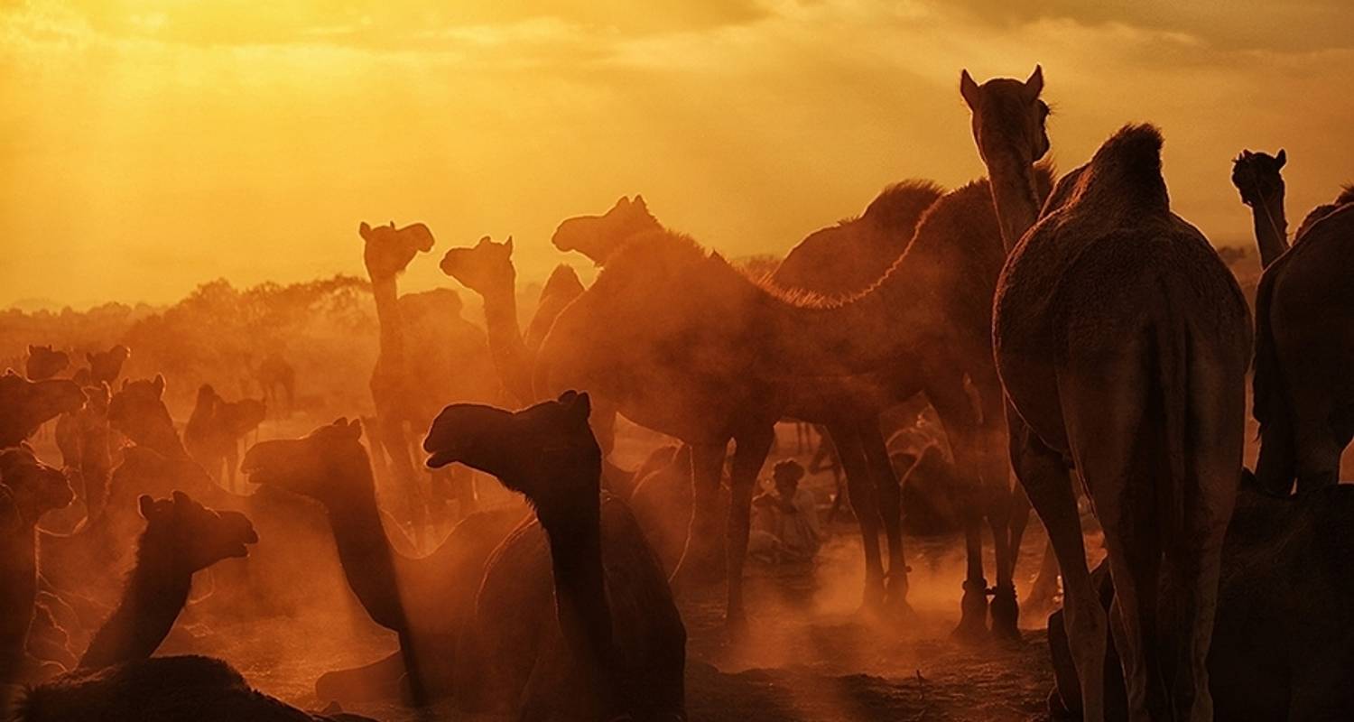 Golden Triangle Tour With Pushkar