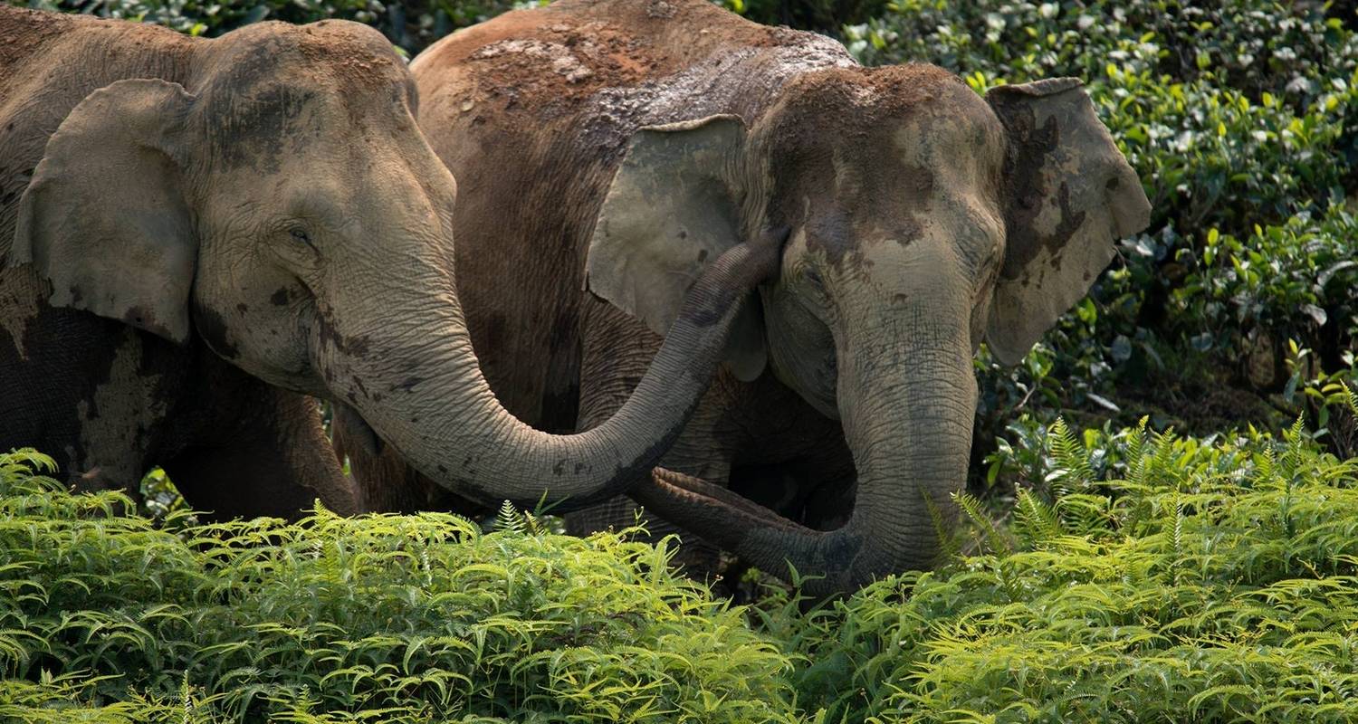Golden Triangle Tour With Wildlife Of Kerala