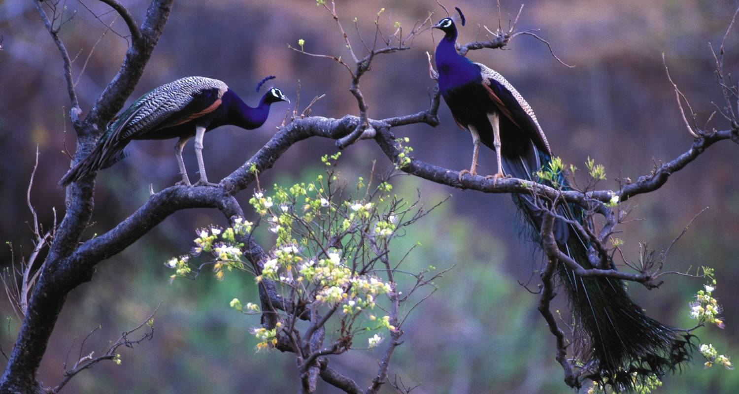 Luxury Golden Triangle With Ranthambore Tour