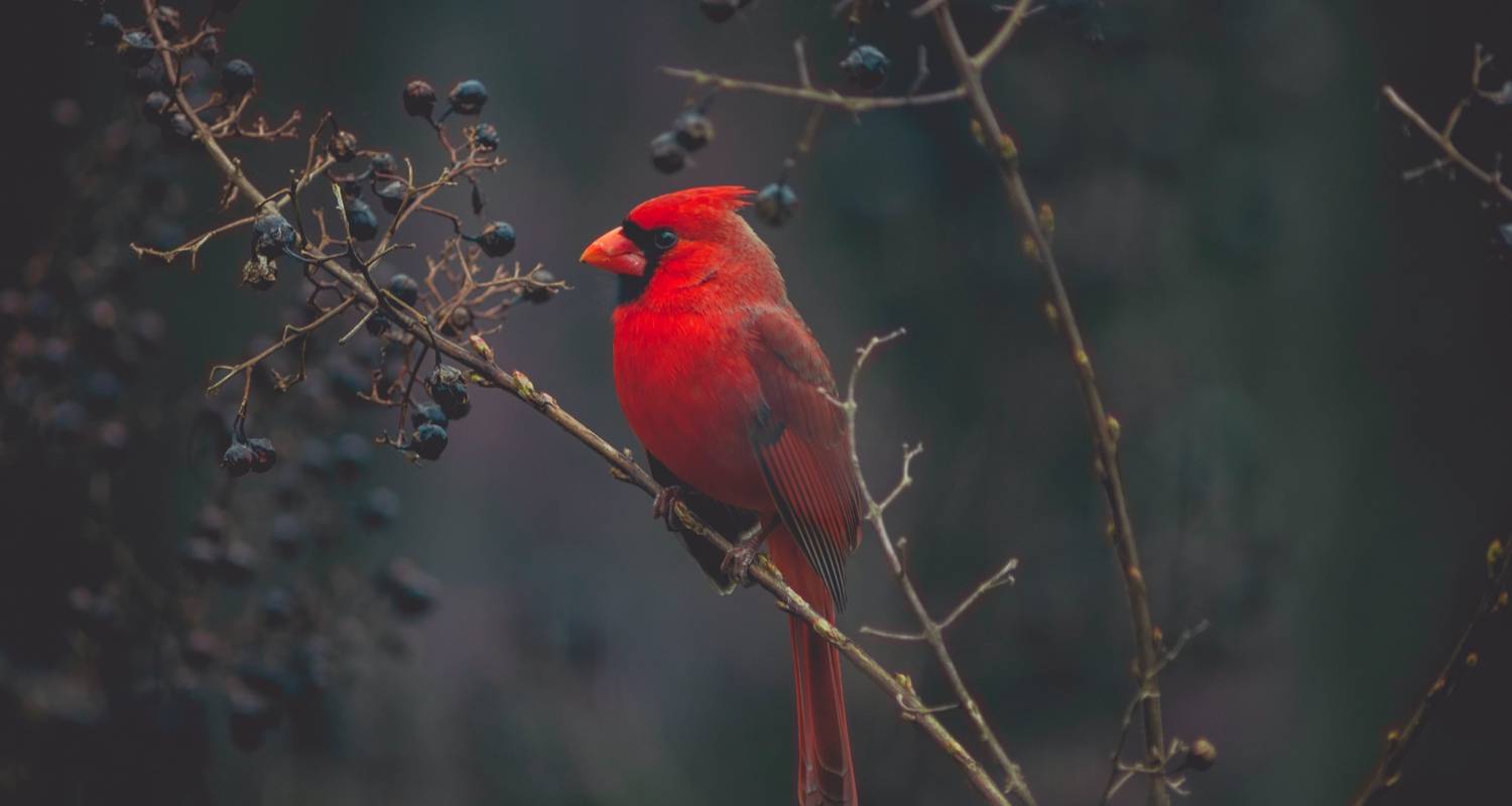Golden Triangle Tour With Bird Watching