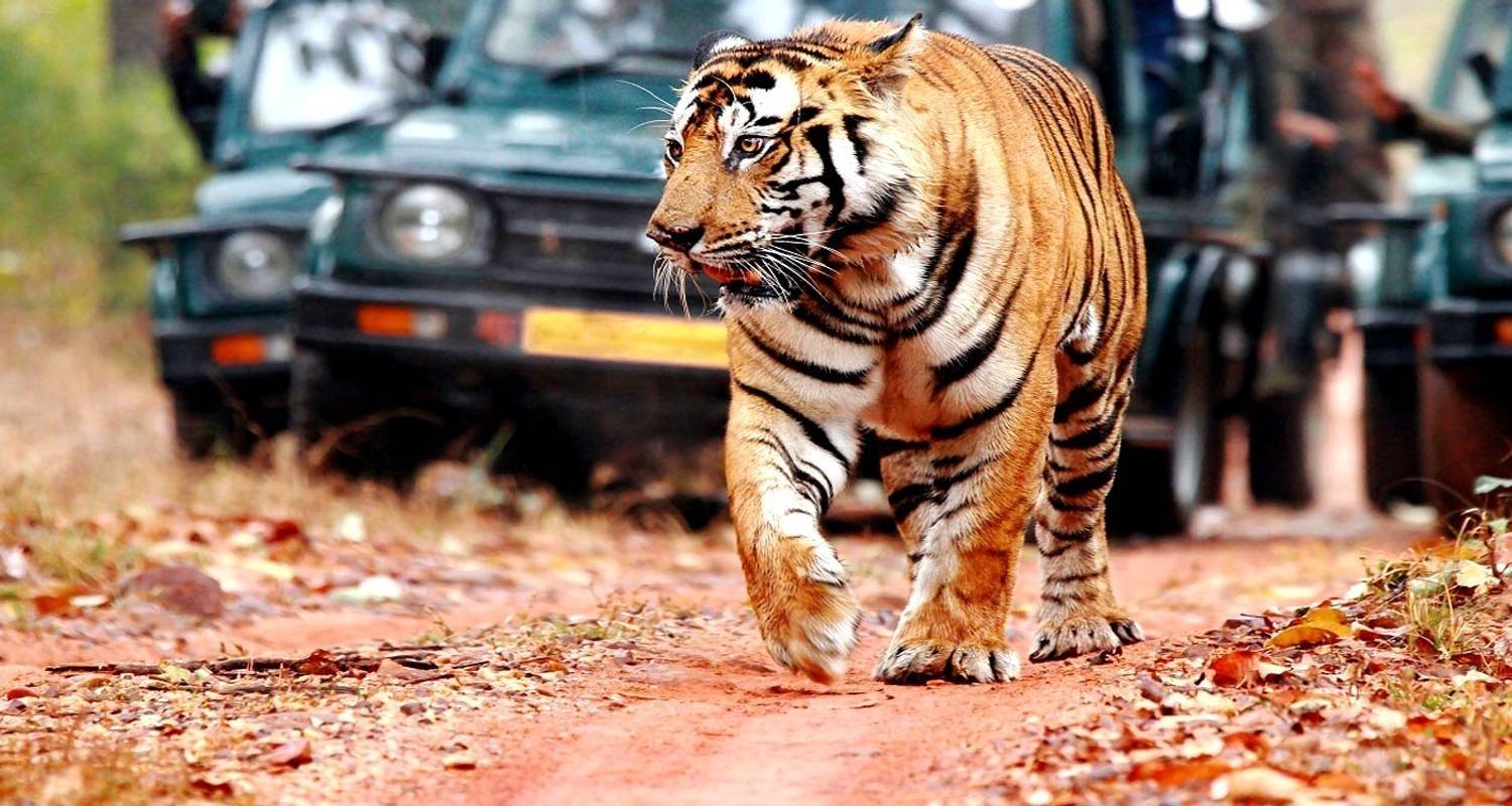 An adventure touring the most emblematic places in India Karnataka & Golden Triangle With Wildlife