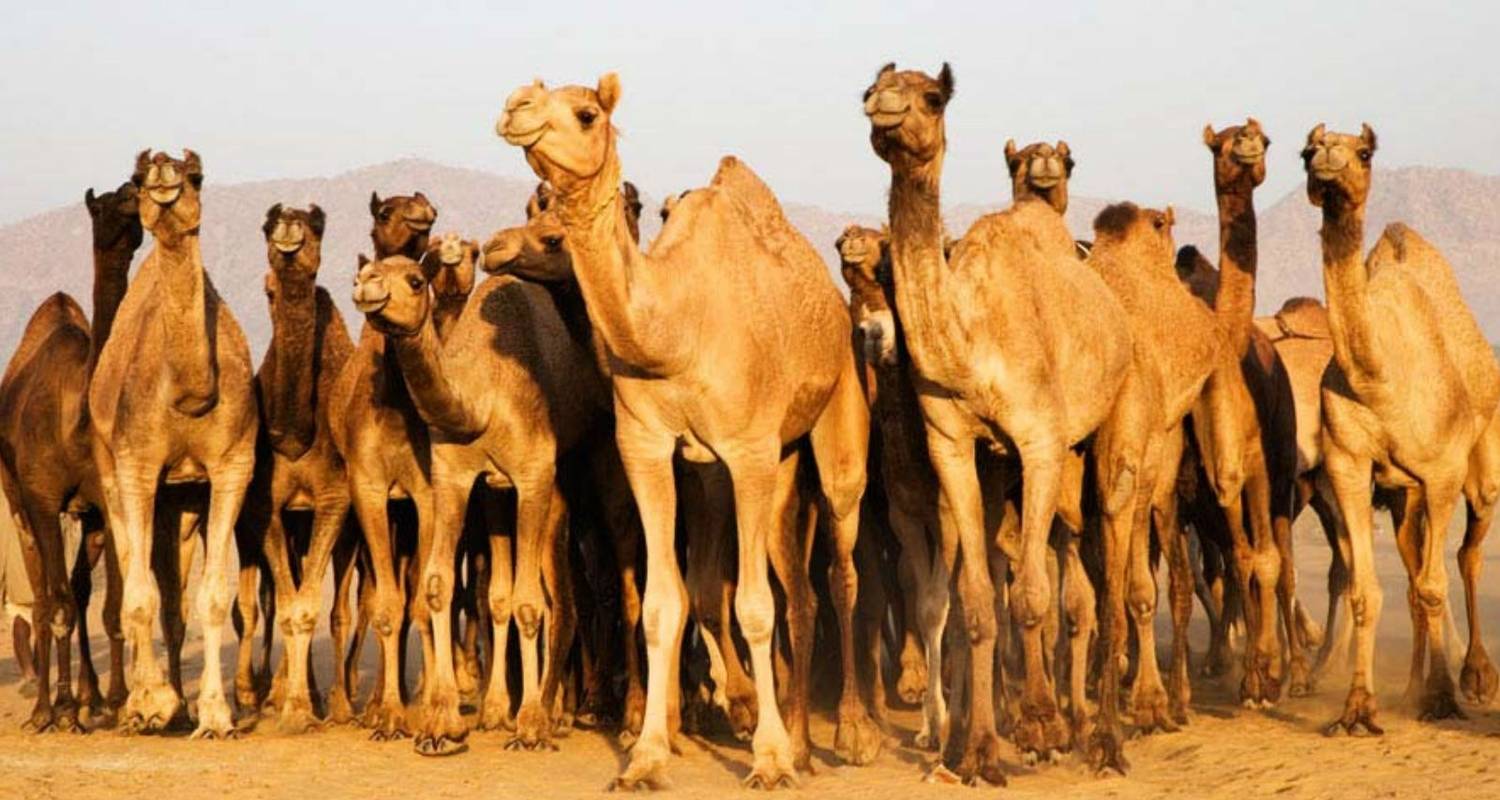 12 Days Rajasthan Tour