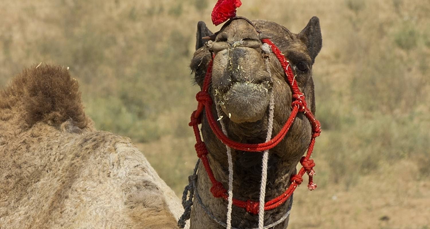 Rajasthan With Agra Tour