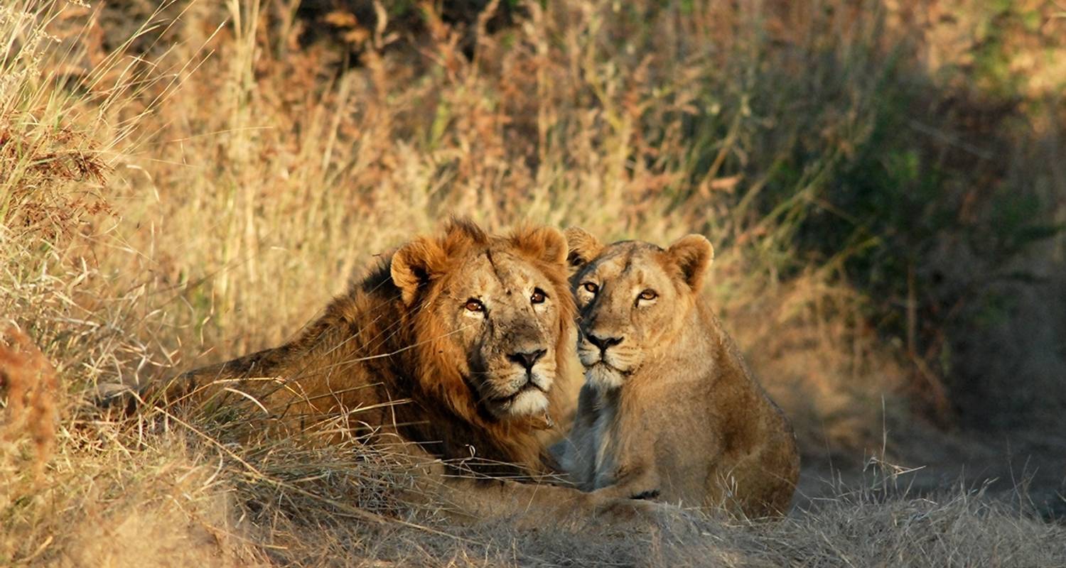 Gujarat Wildlife And Temples