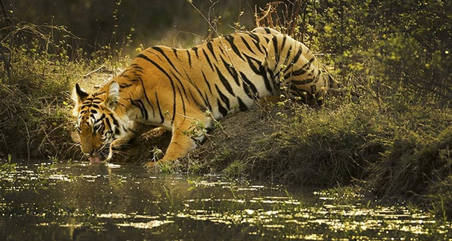 Tigers And Leopards Safari Tour