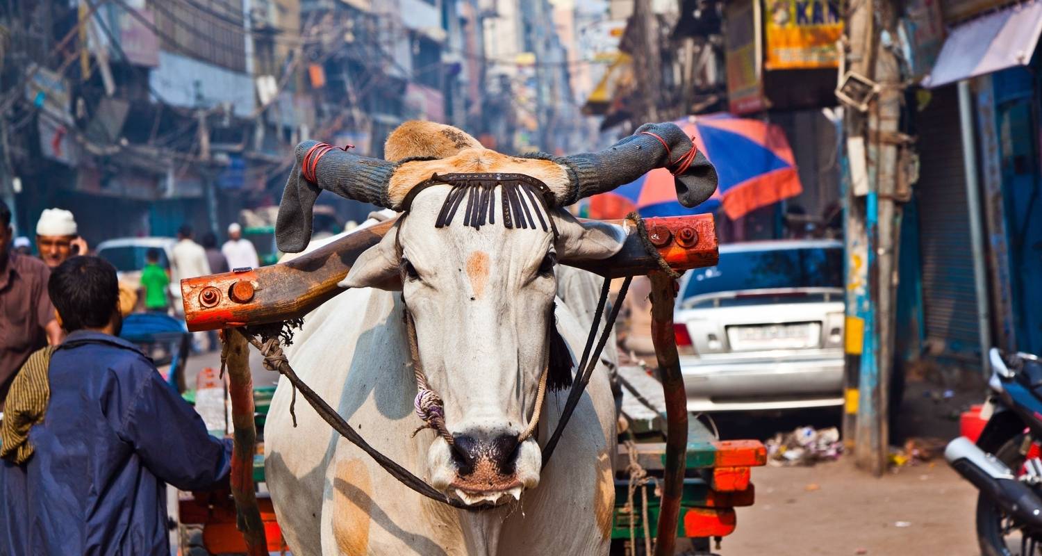 An adventure touring the most emblematic places in India North India Intro