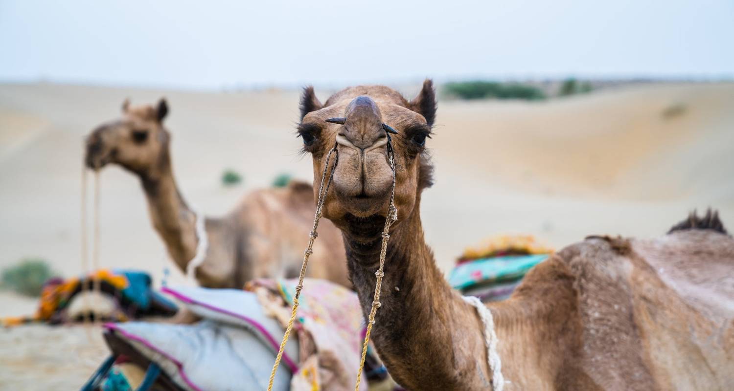 An adventure touring the most emblematic places in India Rajasthan Adventure Tour