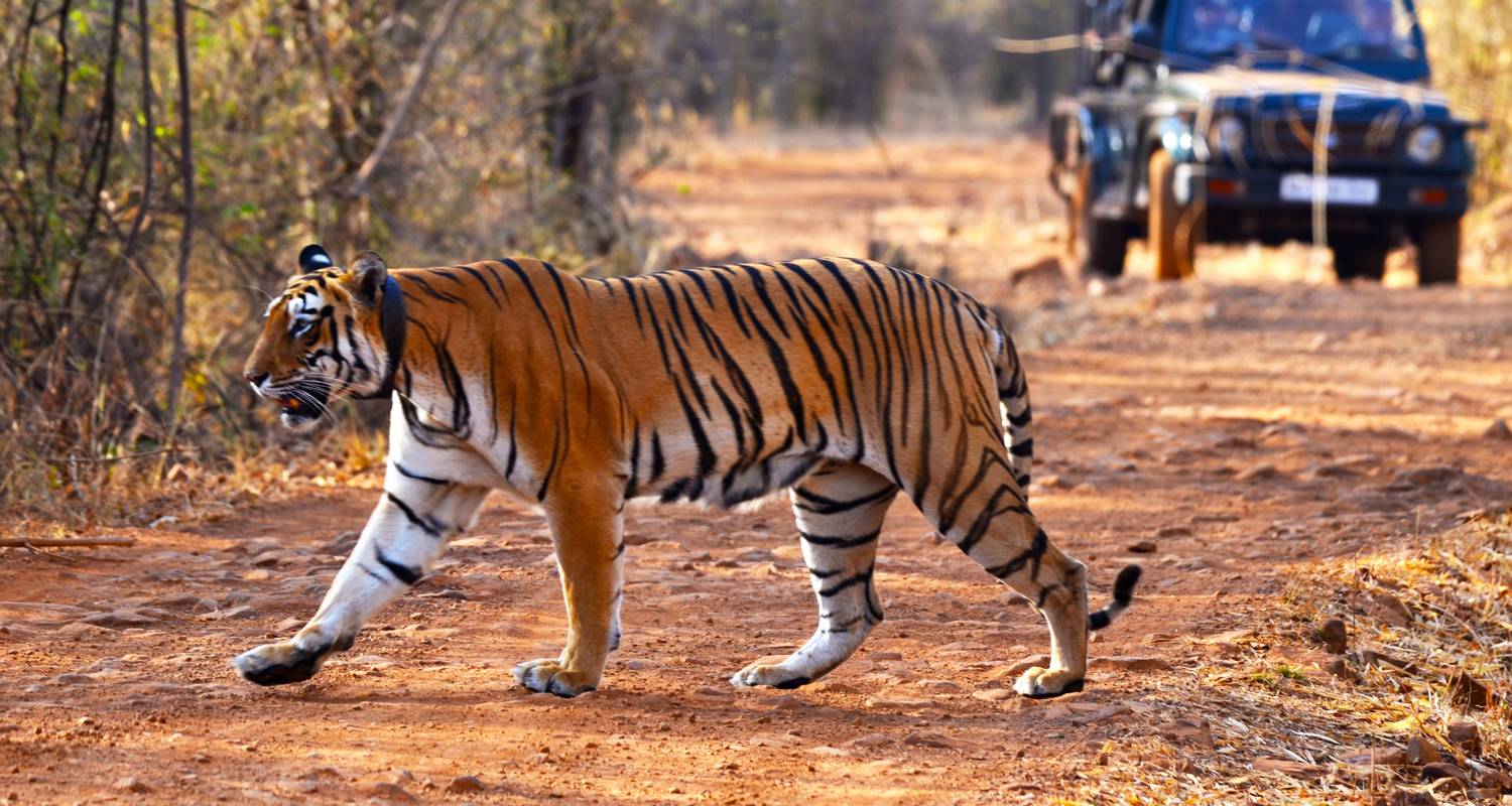 7 Days Golden Triangle Ranthambore Tiger Safari Tour With 4 