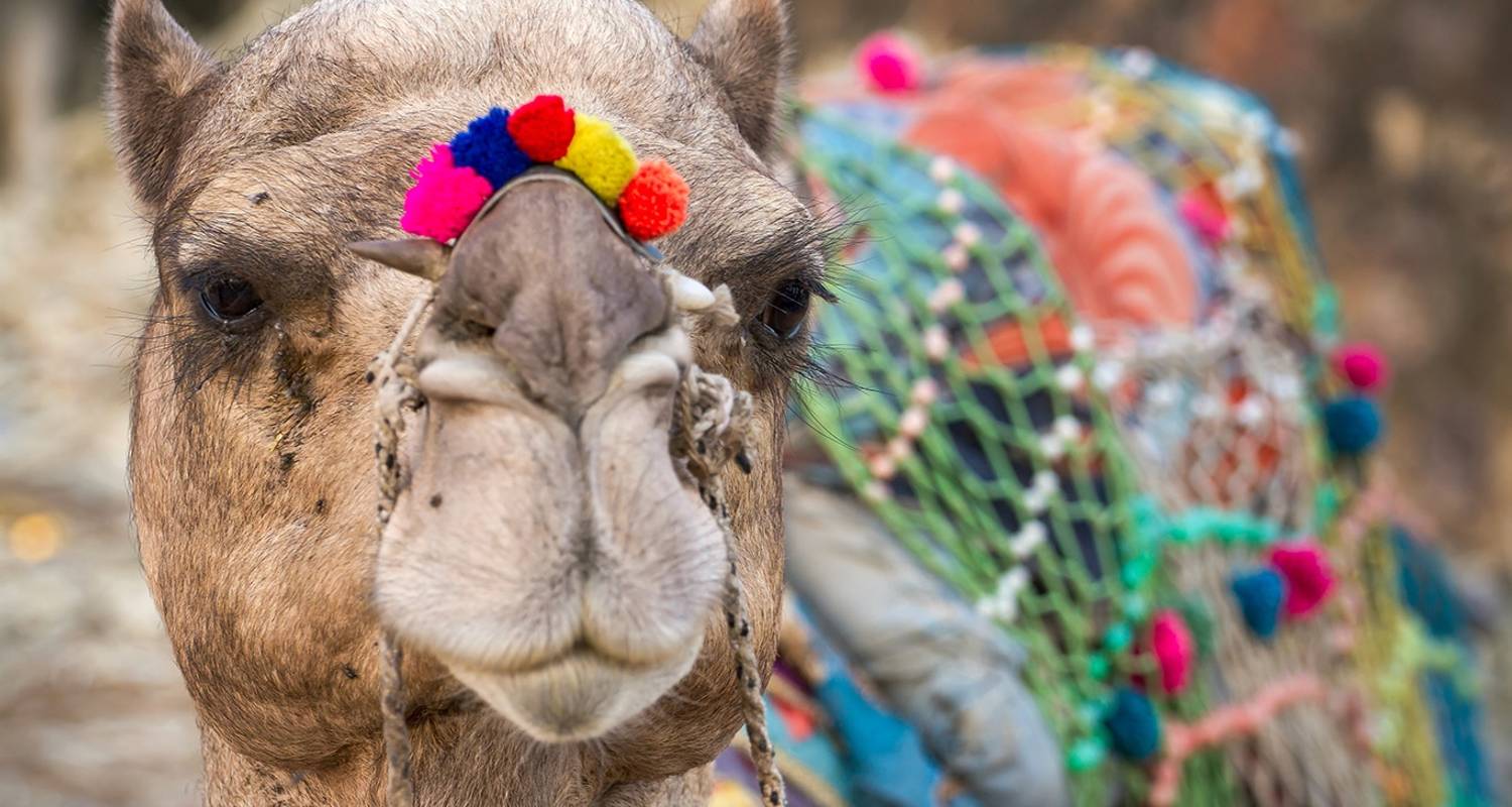An adventure touring the most emblematic places in India Pushkar Festival
