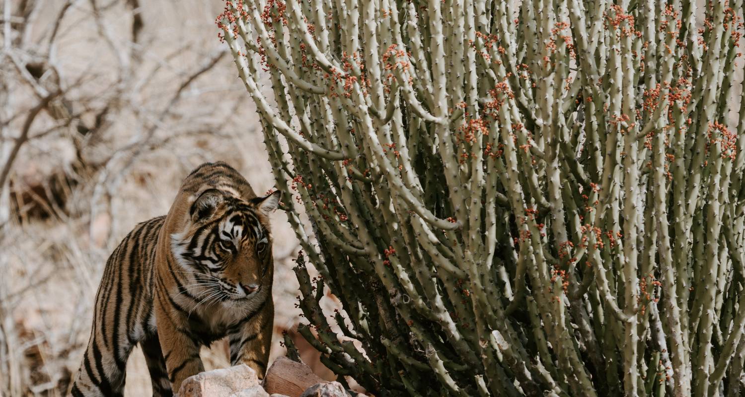 Golden Triangle & Ranthambore - 8 Days