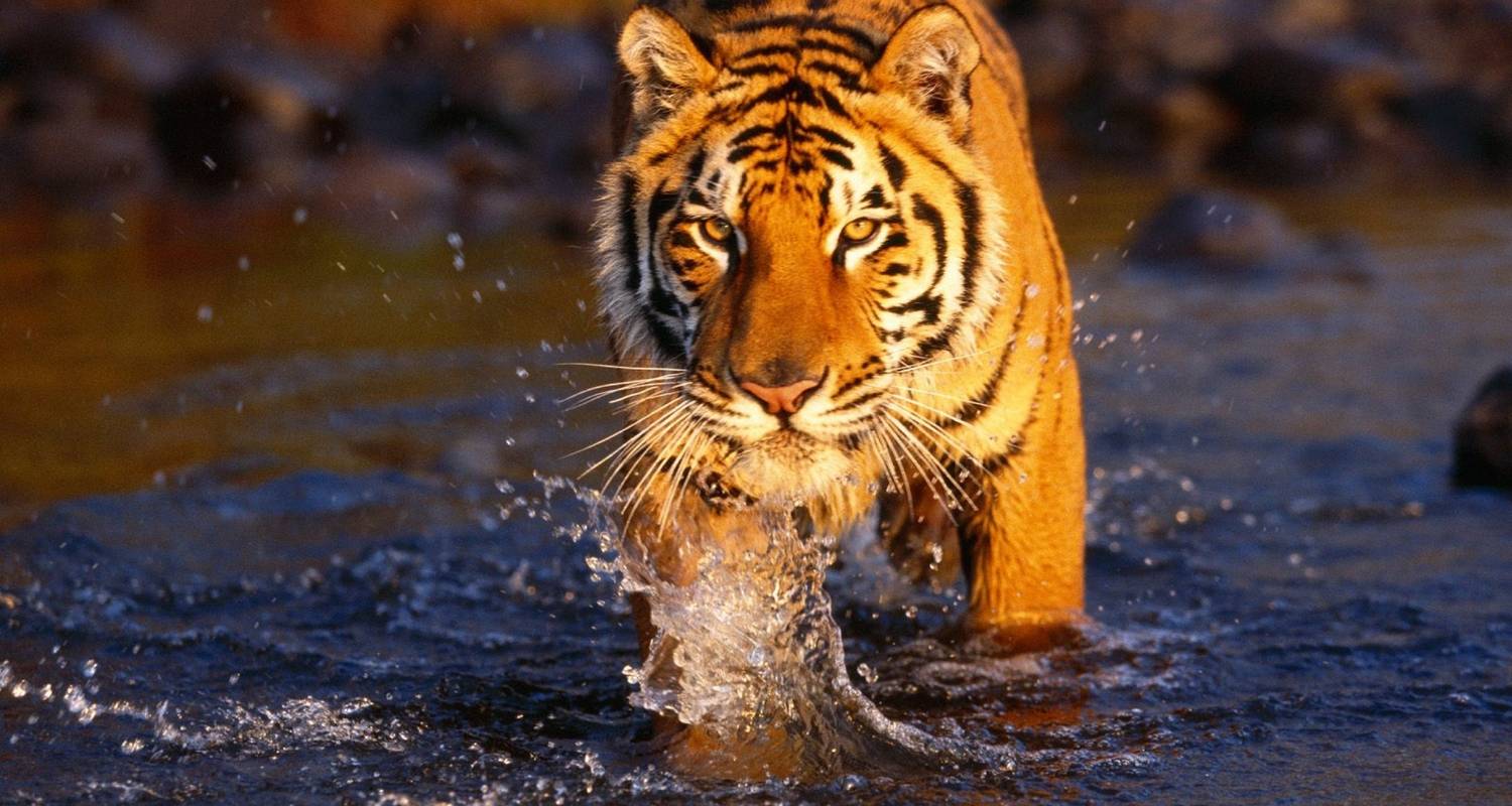 Tiger Safari With Golden Triangle